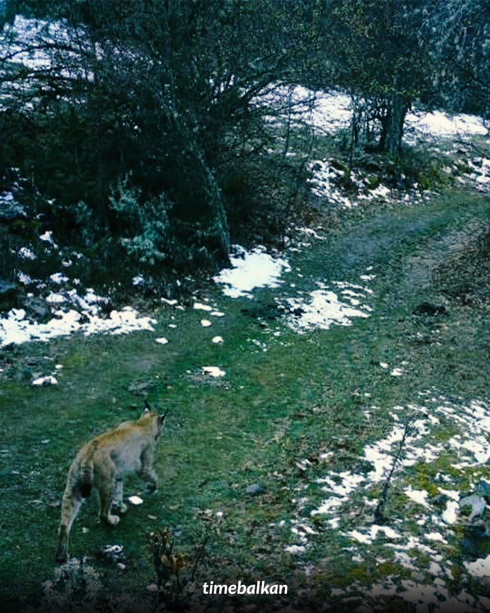 Time Balkan tweet media