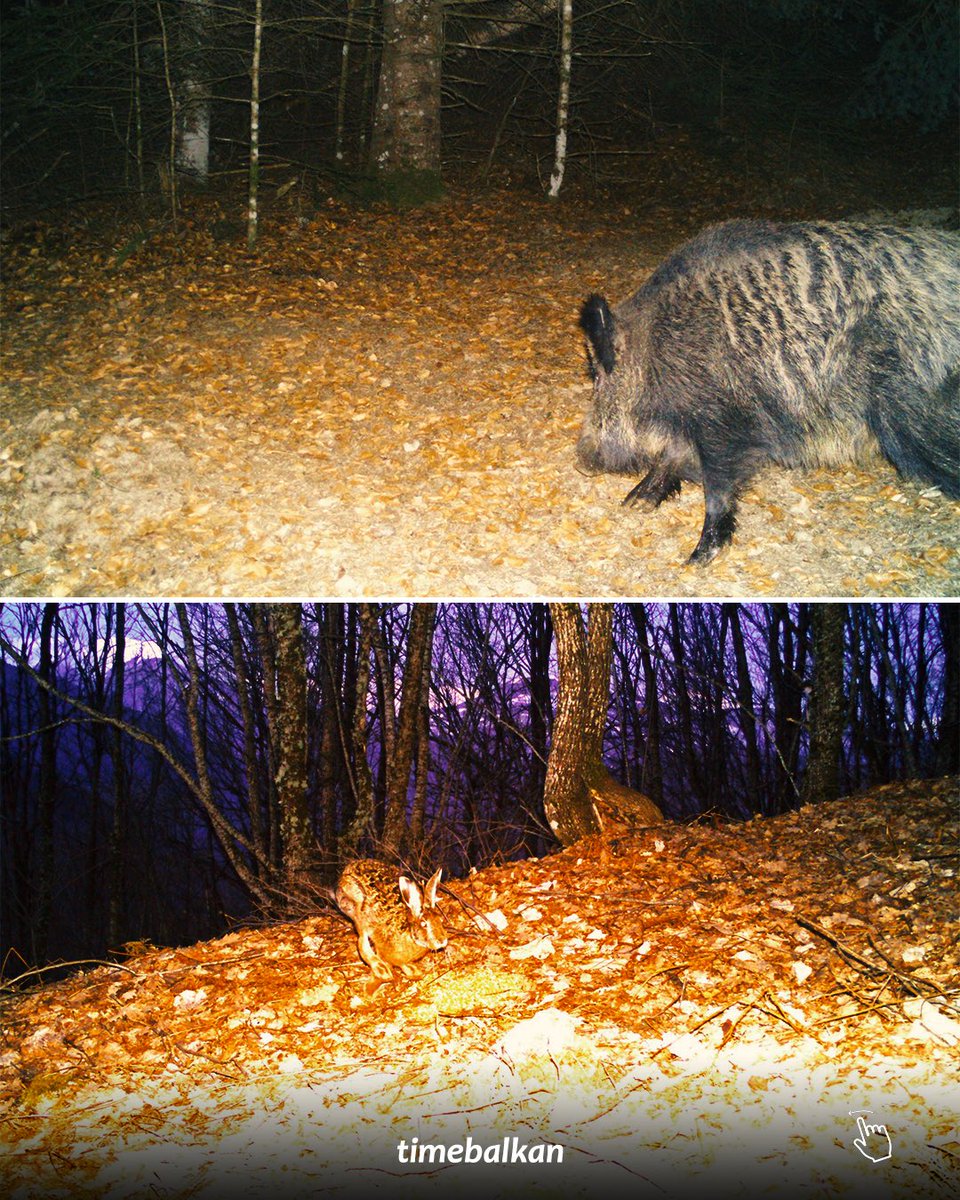 Time Balkan tweet media