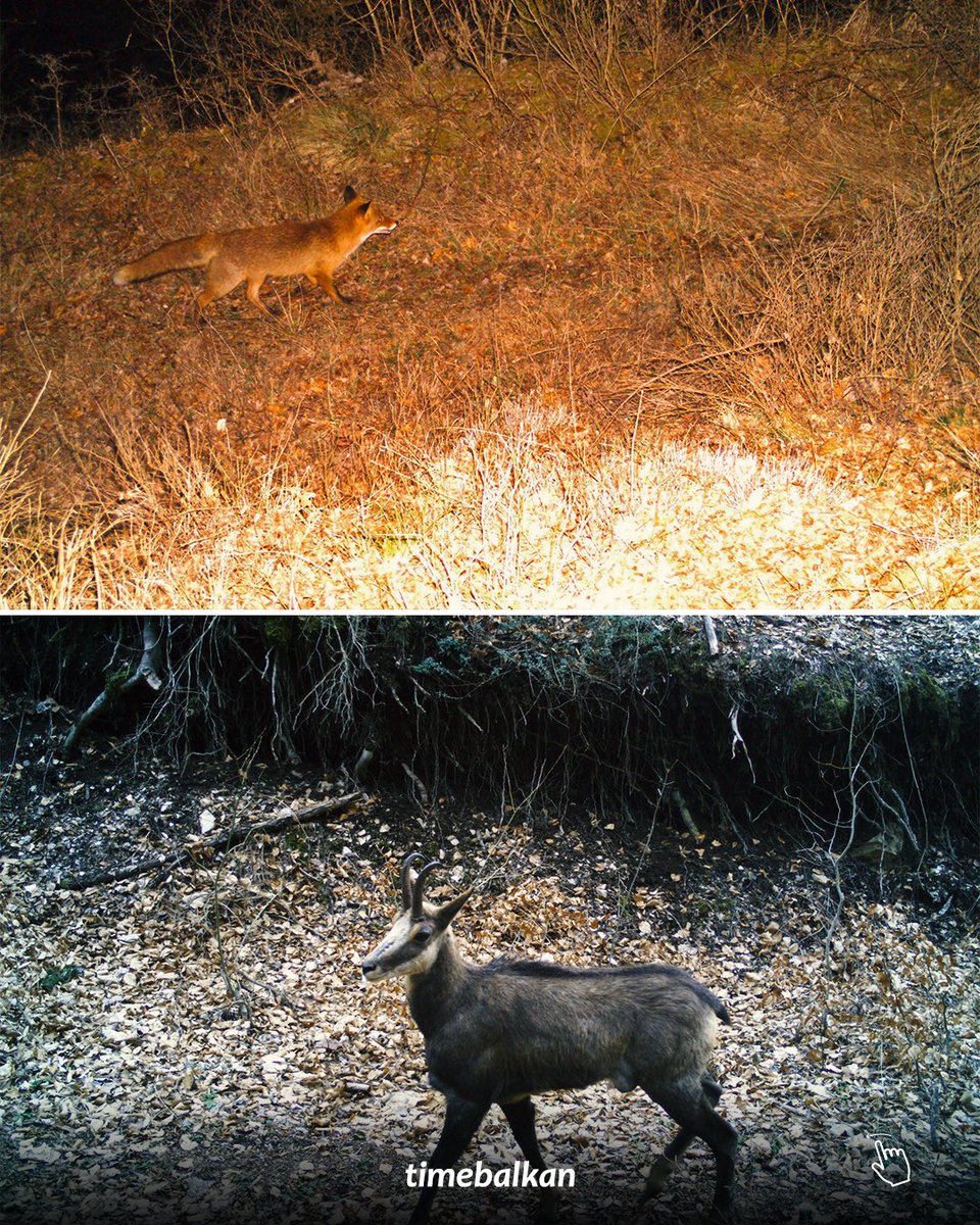 Time Balkan tweet media