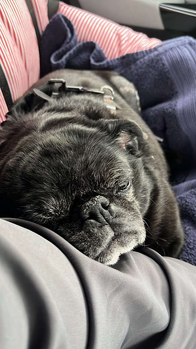 MopsLotta's tweet photo. Gestern zu Uromi gefahren und hatten sogar was Süßes dabei.  Frauchen hat 🥕 muffins gemacht 🥰 https://t.co/zxXeczed3e