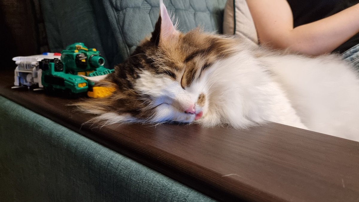 Котоскуф tweet media