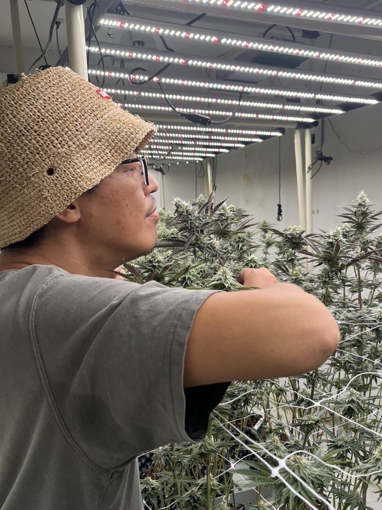 SAKURA🇯🇵🇹🇭SAMURAI WEED tweet media