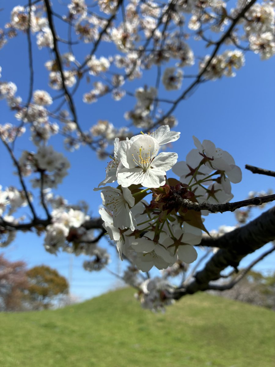 ロザリア【Rosalia chante la Douce Douleur】【薔薇の宮殿】 tweet media