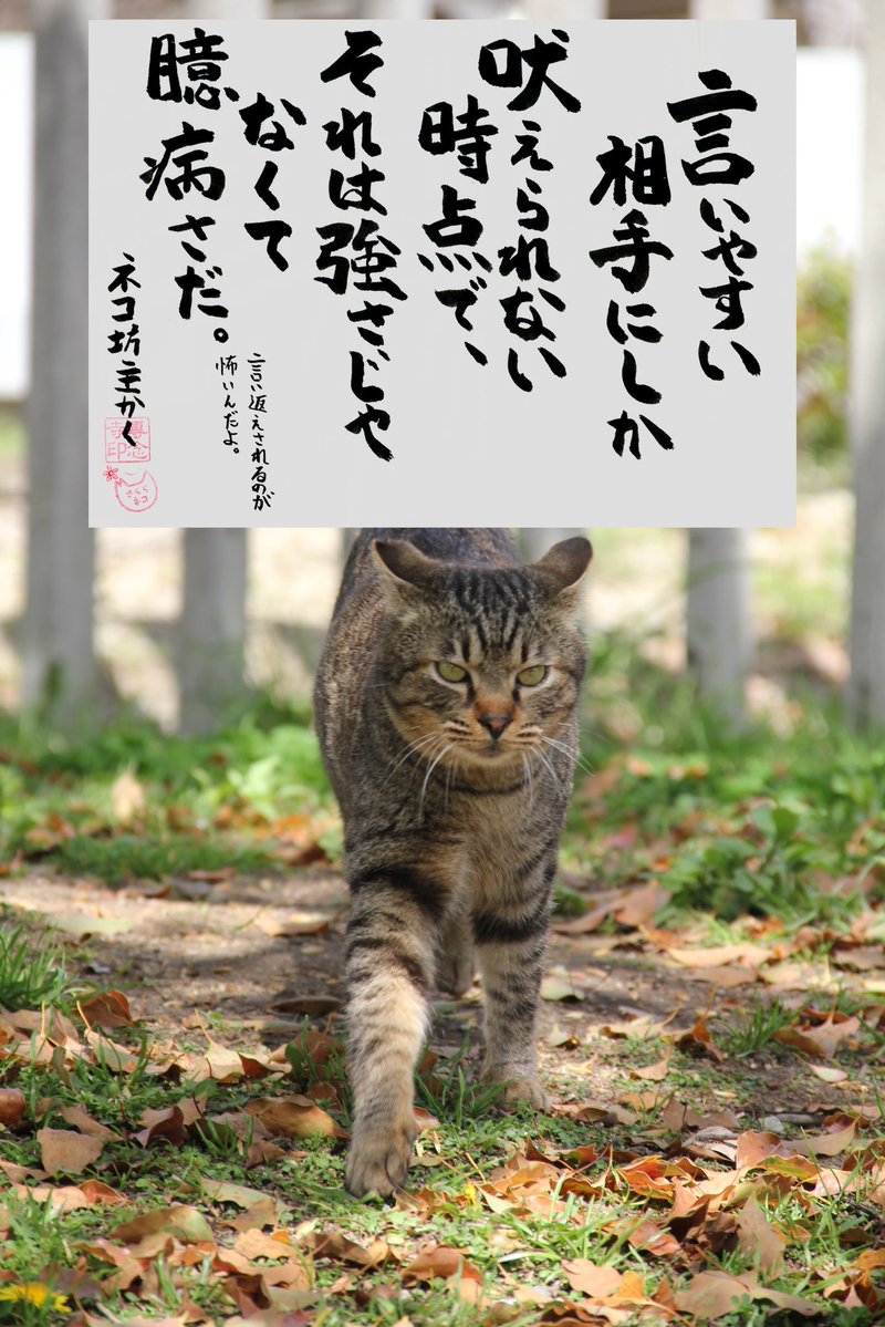 専念寺/ネコ坊主 tweet media