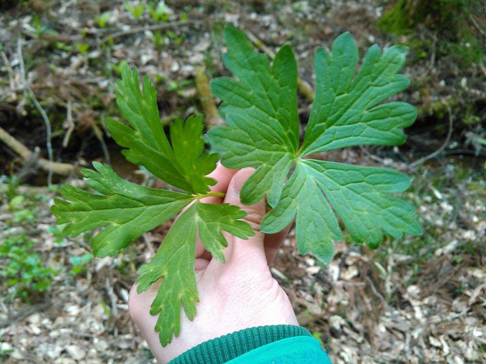 forestthree/ビオトープの中の人 tweet media