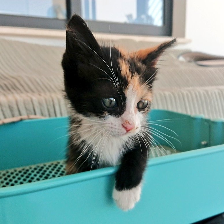 Demetris Samuel tweet media