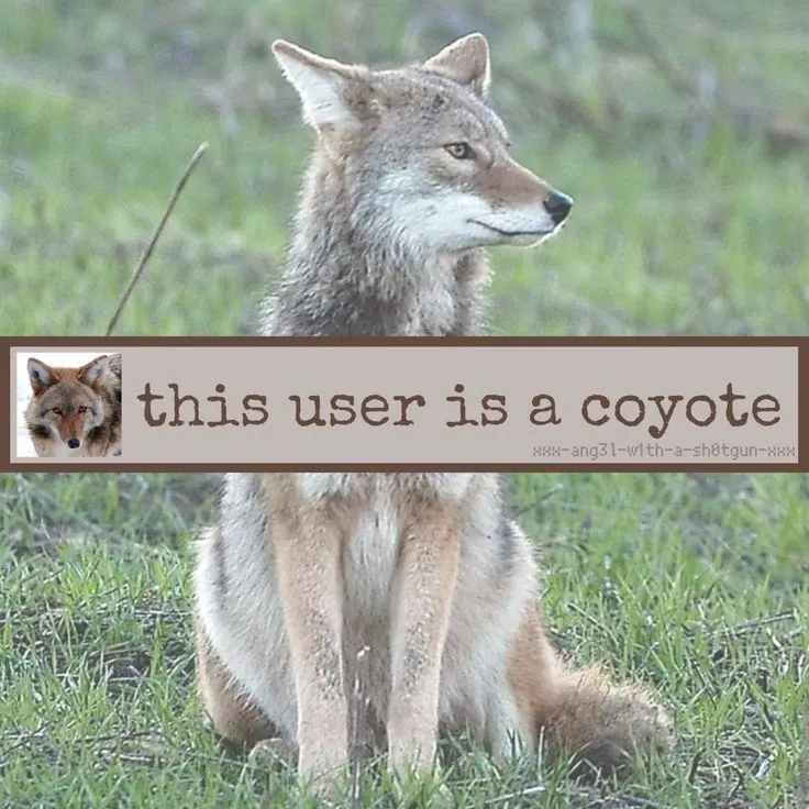 Ikari Coyote ☀️🌵 tweet media