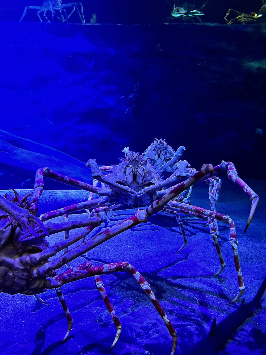 かとし tweet media