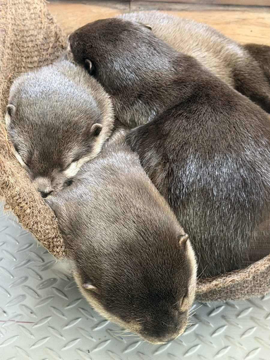 さめこ tweet media