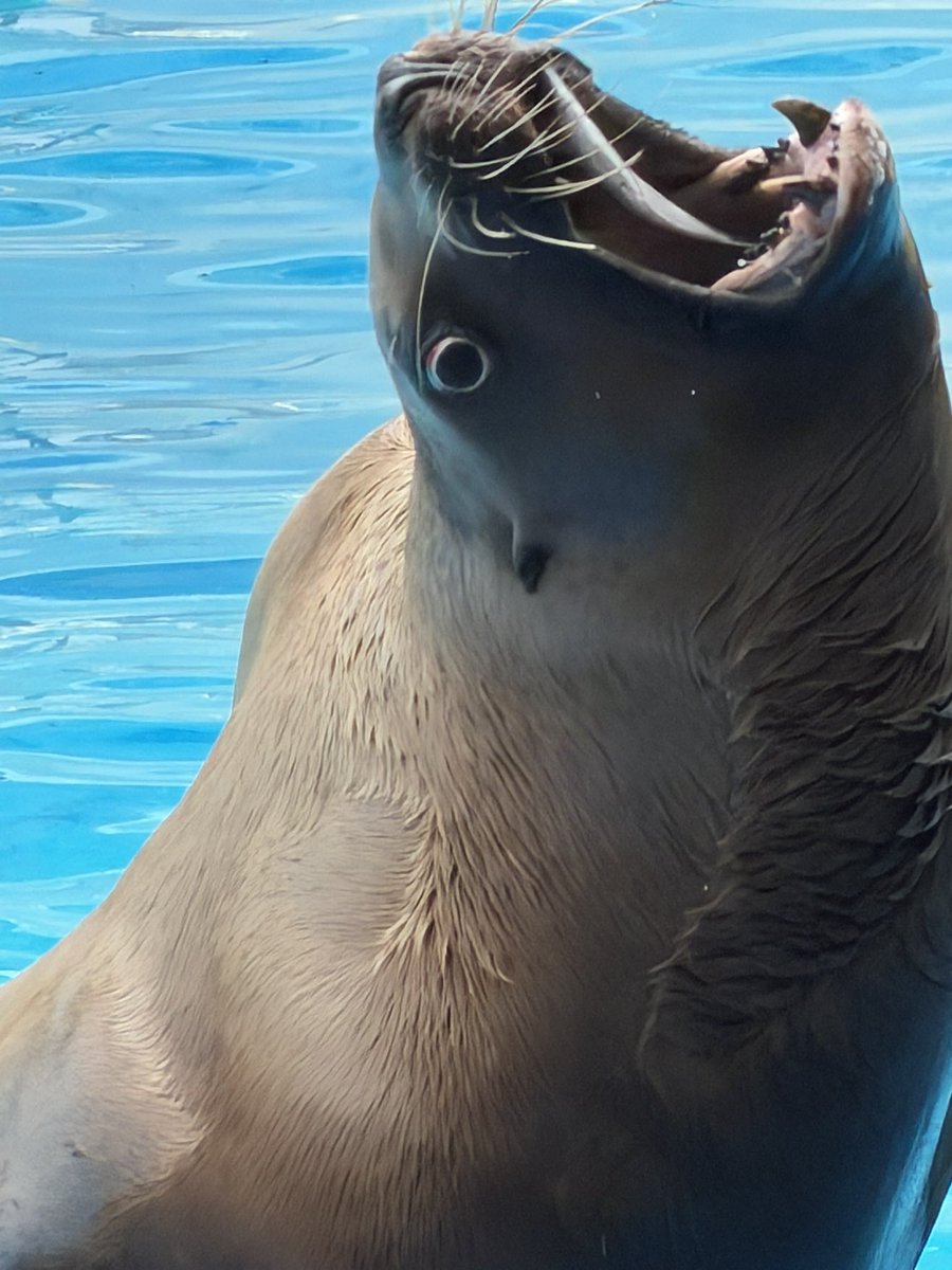 さめこ tweet media