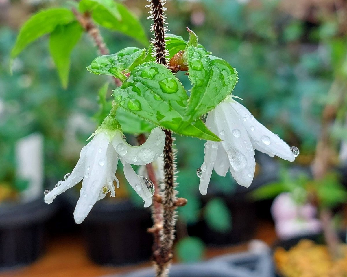 株式会社中越植物園 Chuetsu Garden Studio tweet media