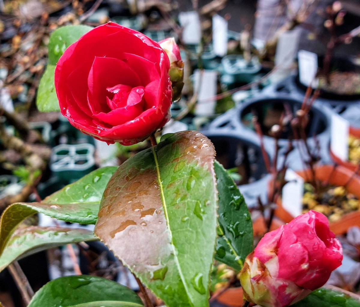 株式会社中越植物園 Chuetsu Garden Studio tweet media