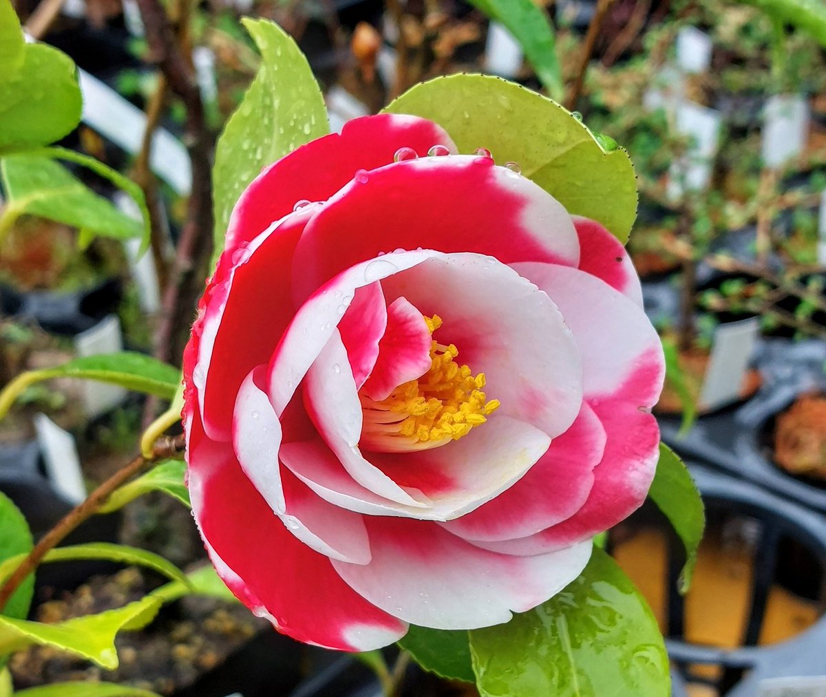 株式会社中越植物園 Chuetsu Garden Studio tweet media