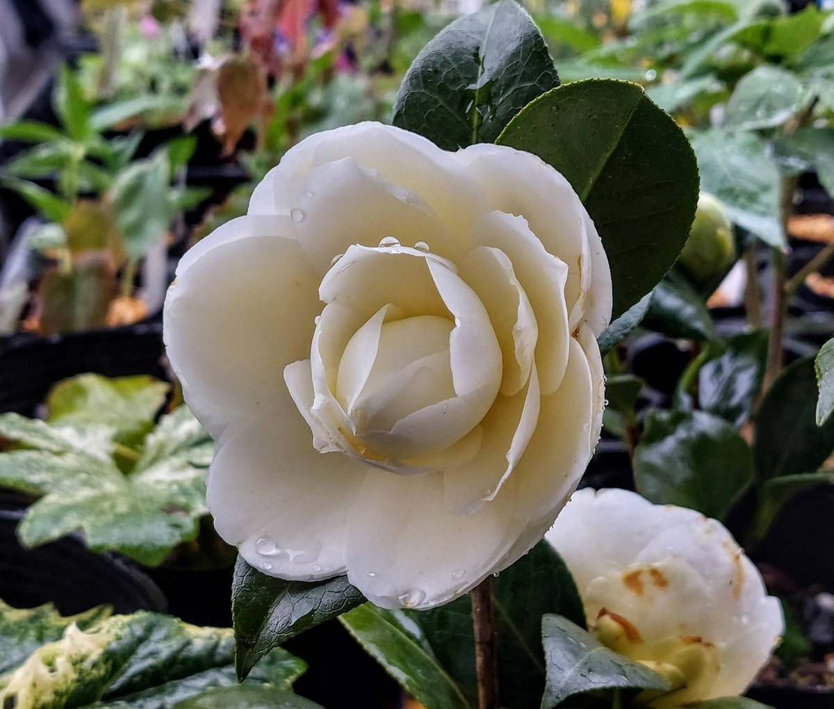 株式会社中越植物園 Chuetsu Garden Studio tweet media