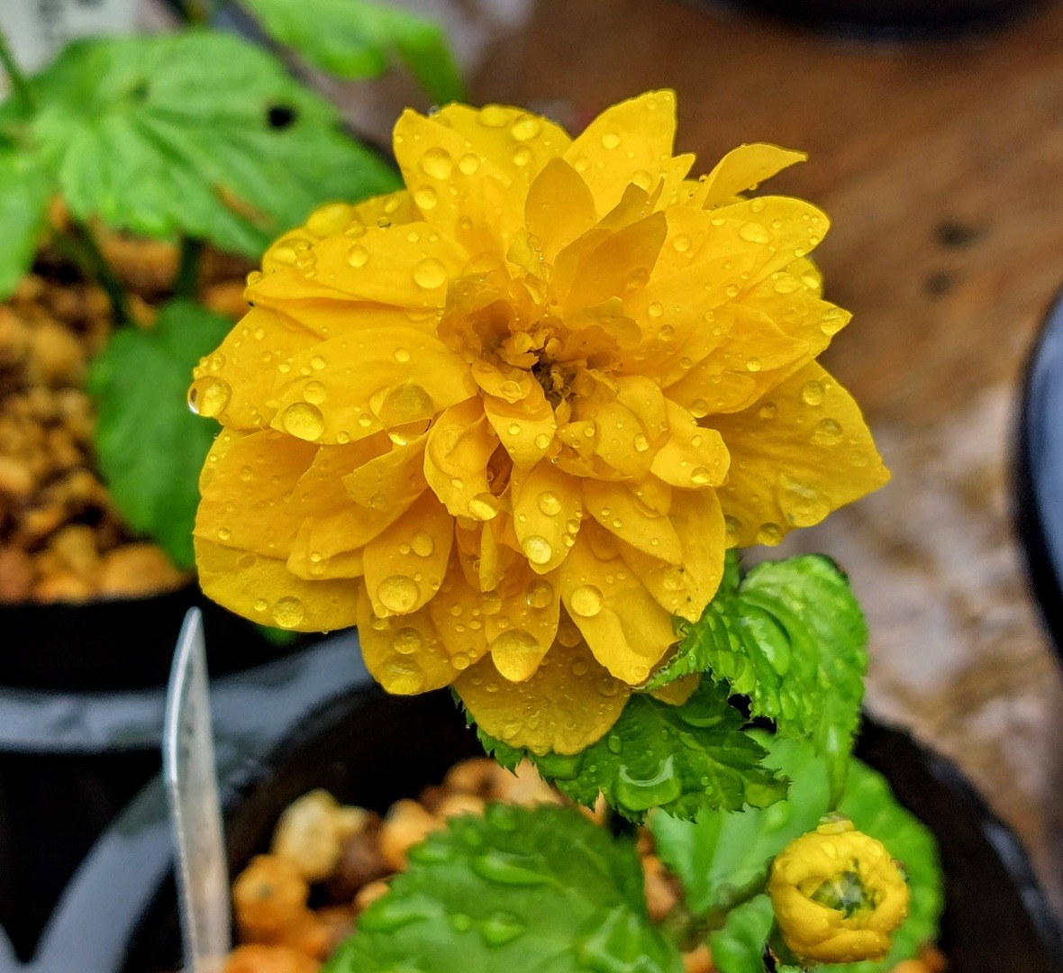 株式会社中越植物園 Chuetsu Garden Studio tweet media