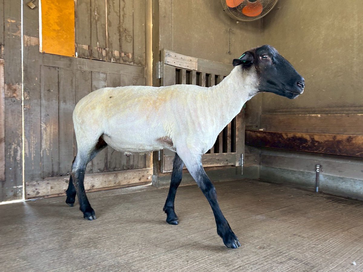 淡路ファームパーク イングランドの丘【公式】 tweet media