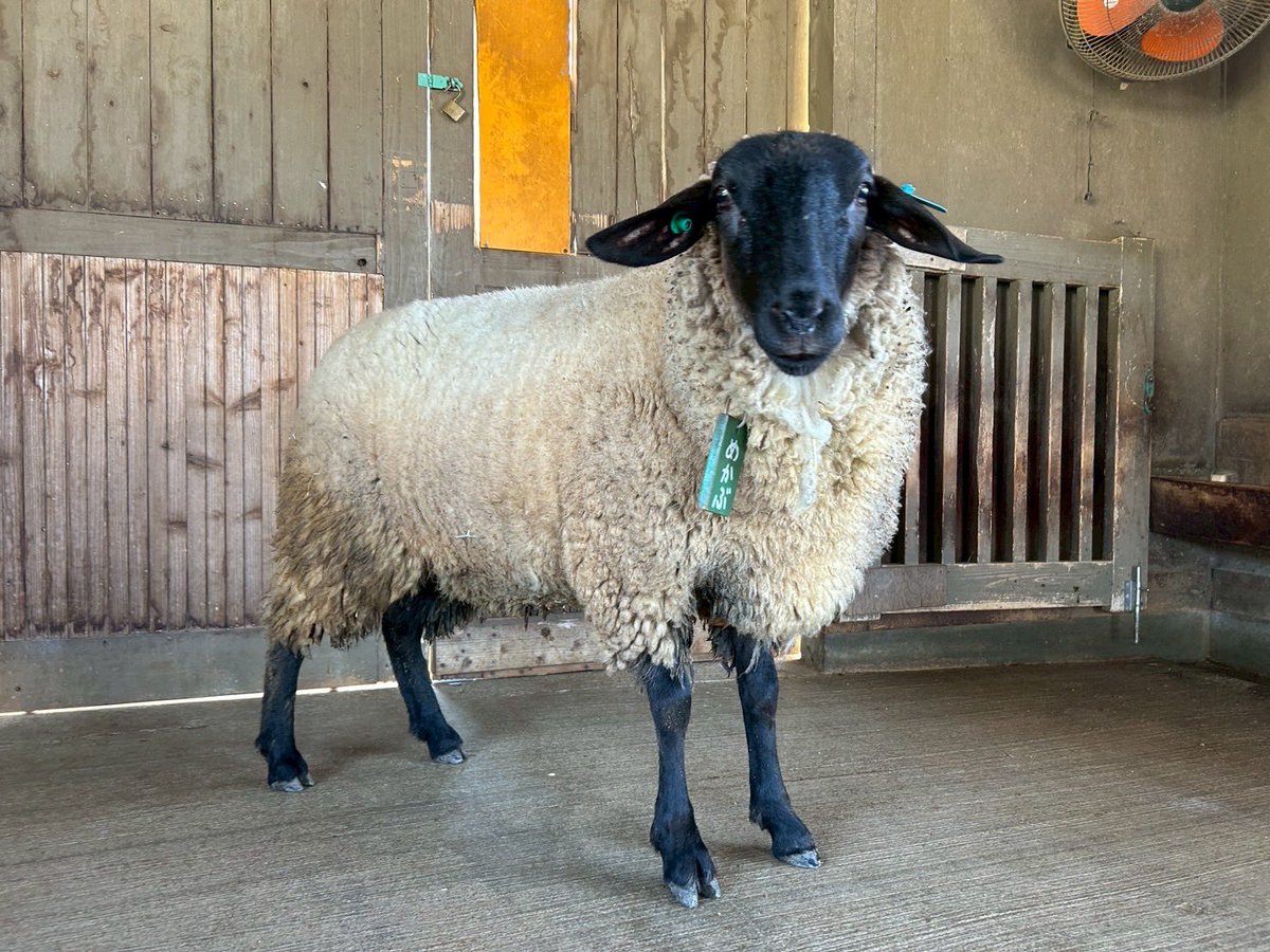 淡路ファームパーク イングランドの丘【公式】 tweet media