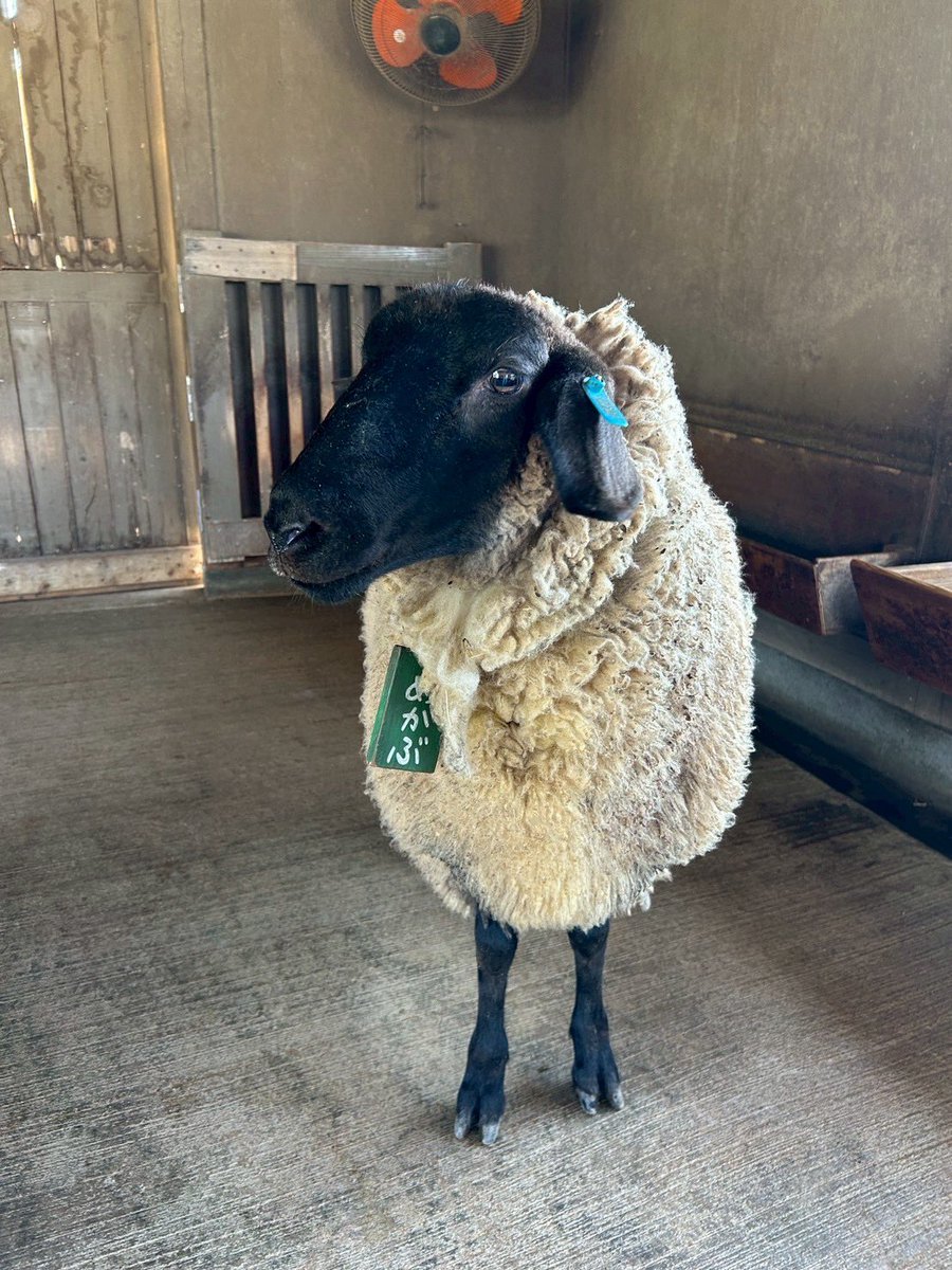 淡路ファームパーク イングランドの丘【公式】 tweet media