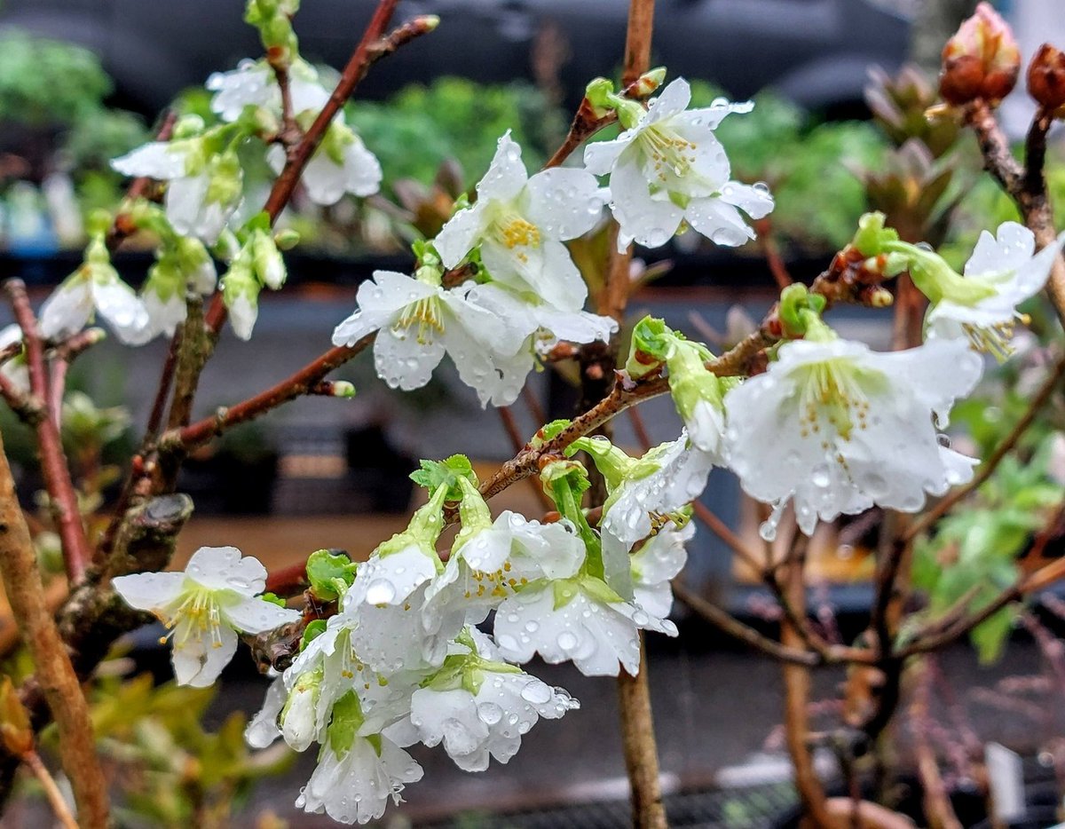 株式会社中越植物園 Chuetsu Garden Studio tweet media