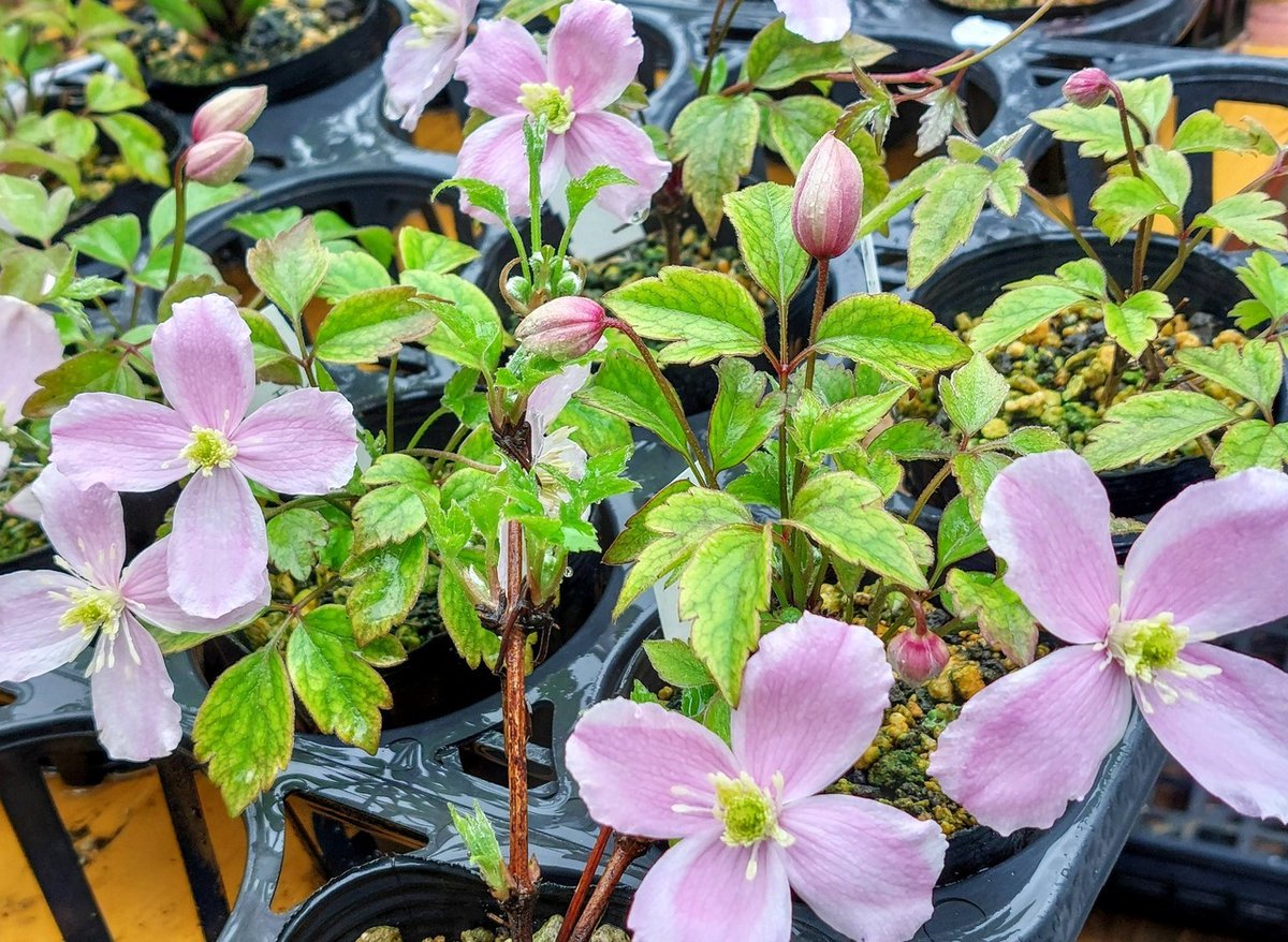 株式会社中越植物園 Chuetsu Garden Studio tweet media