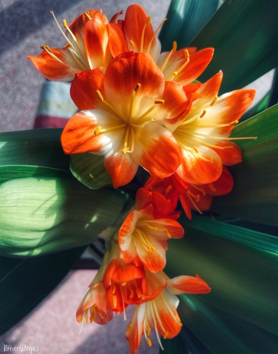 Lepidoptera 🦋👩🏻‍🦰🦋 tweet media