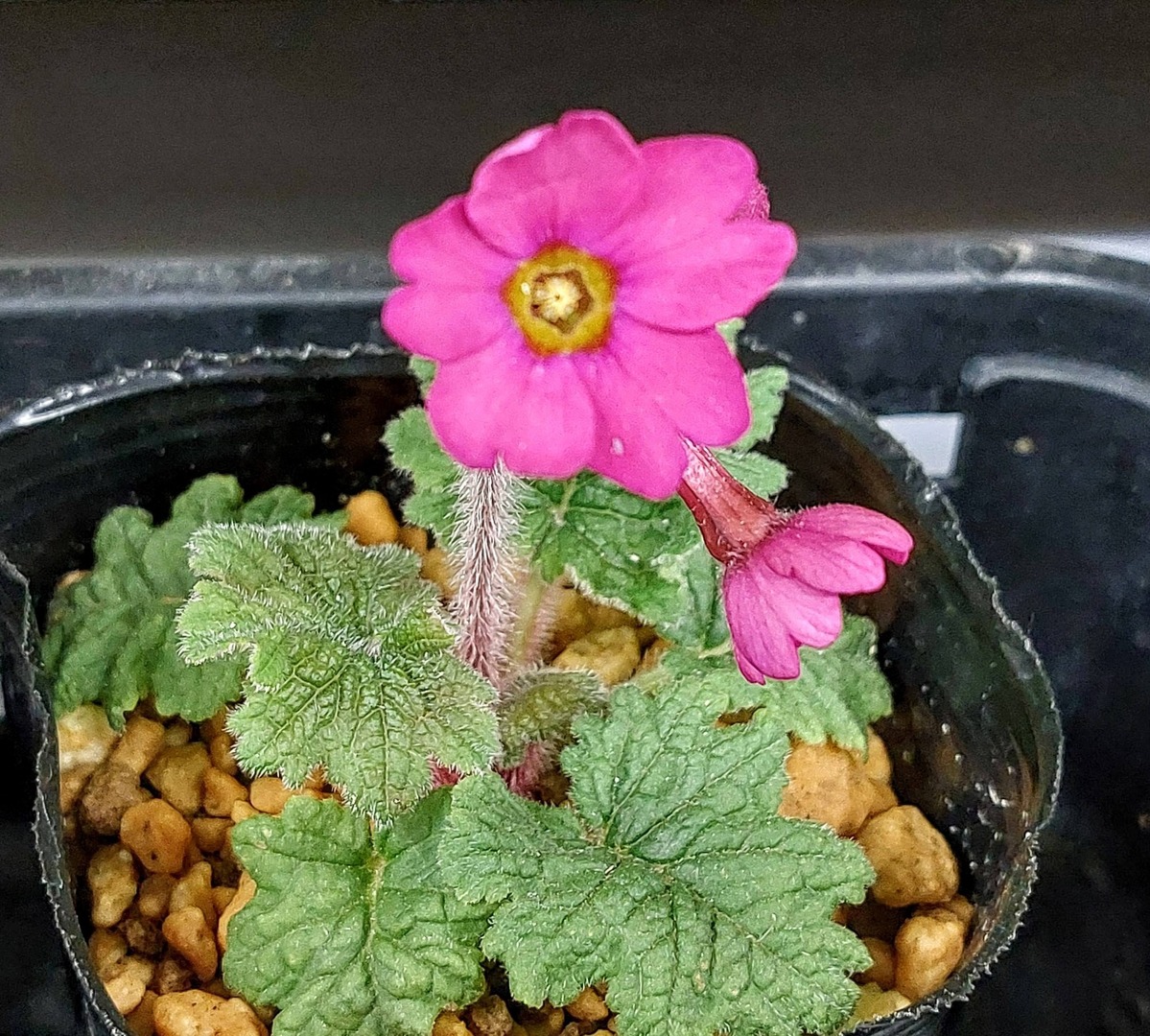 株式会社中越植物園 Chuetsu Garden Studio tweet media