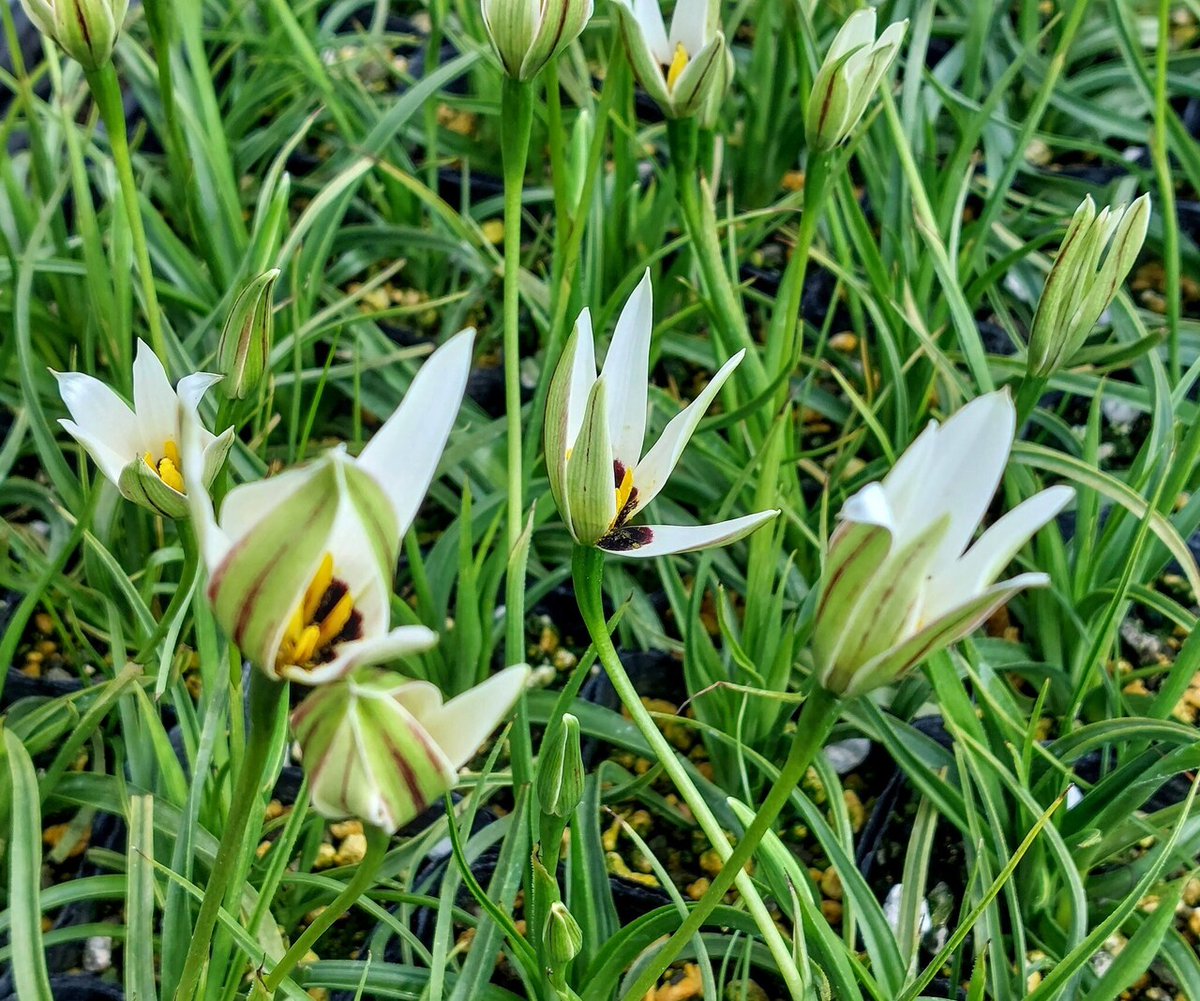 株式会社中越植物園 Chuetsu Garden Studio tweet media