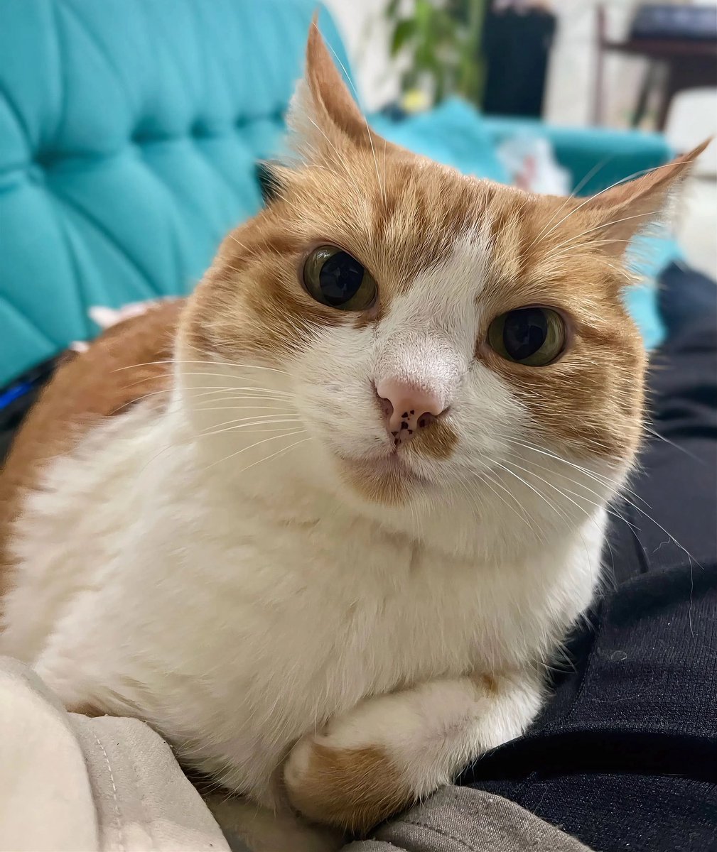 𝒞𝒽𝒾𝓏𝓊 /智津 tweet media