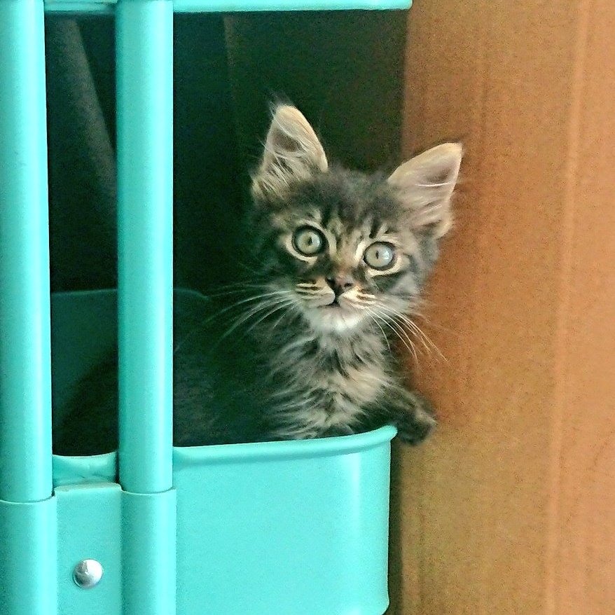 Demetris Samuel tweet media