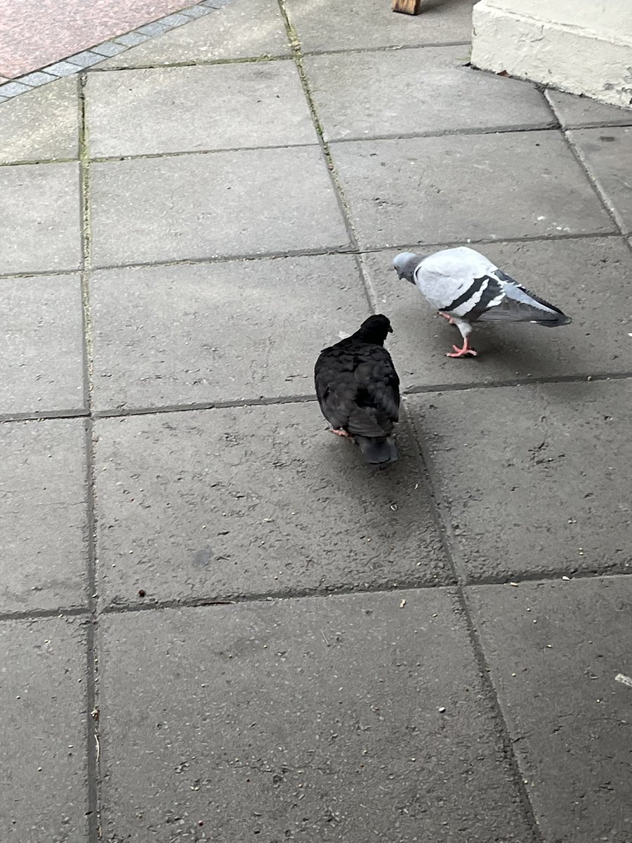 MopsLotta's tweet photo. Heute beim Füttern in der Stadt eine hübsche dunkle Taube gefunden. Später hat Opi dann jemanden geholfen eine zu entwickeln- Beinchen sahen schon schlimm aus. Bin froh dass nicht weggeschaut wird denn die Täubchen brauchen leider oft Hilfe 🥹 https://t.co/xiQ5lDLTMU