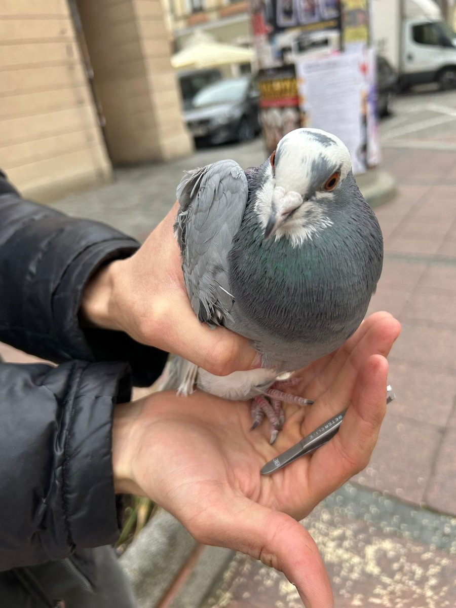 MopsLotta's tweet photo. Heute beim Füttern in der Stadt eine hübsche dunkle Taube gefunden. Später hat Opi dann jemanden geholfen eine zu entwickeln- Beinchen sahen schon schlimm aus. Bin froh dass nicht weggeschaut wird denn die Täubchen brauchen leider oft Hilfe 🥹 https://t.co/xiQ5lDLTMU