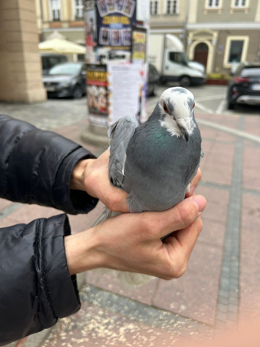 MopsLotta's tweet photo. Heute beim Füttern in der Stadt eine hübsche dunkle Taube gefunden. Später hat Opi dann jemanden geholfen eine zu entwickeln- Beinchen sahen schon schlimm aus. Bin froh dass nicht weggeschaut wird denn die Täubchen brauchen leider oft Hilfe 🥹 https://t.co/xiQ5lDLTMU