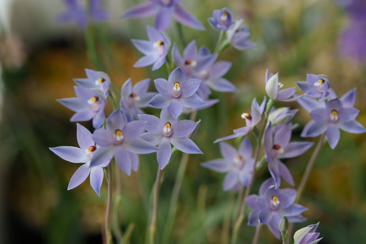 アウラパパ tweet media