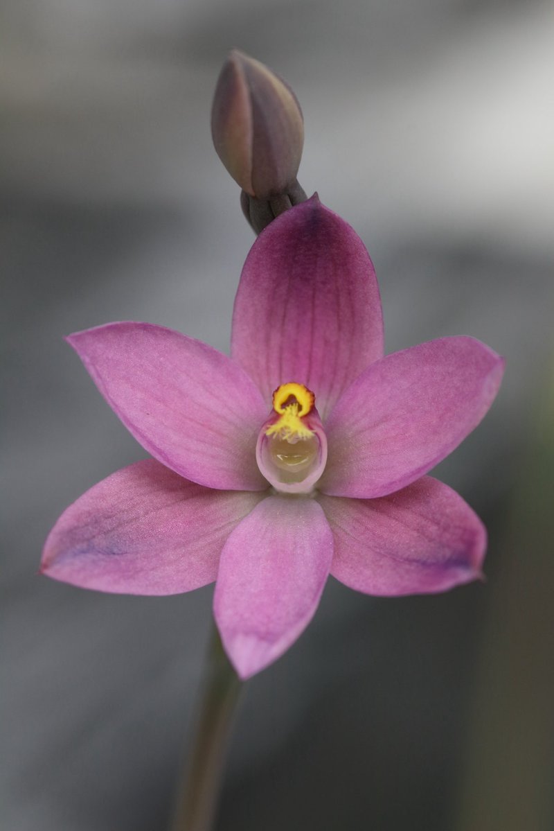 アウラパパ tweet media