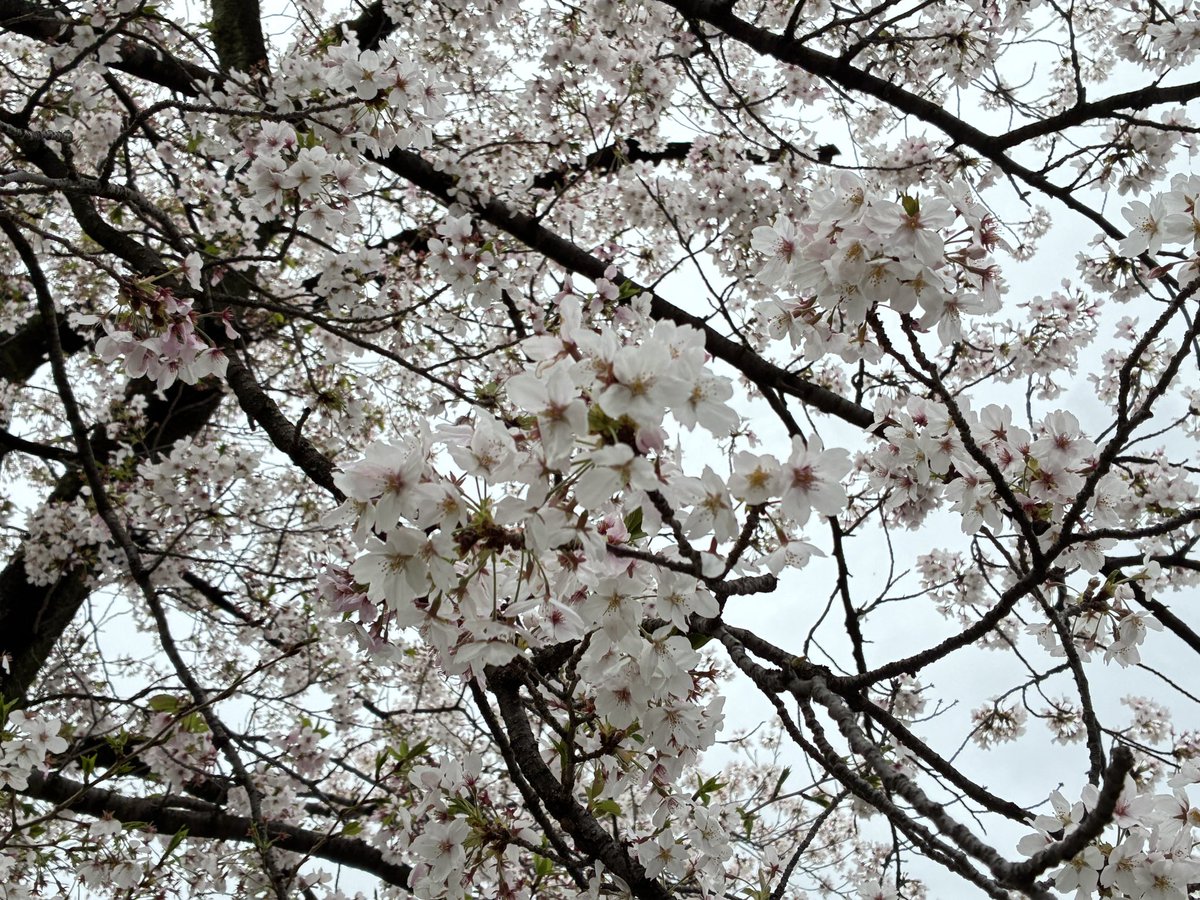 2525Raven's tweet photo. 雨上がったから買い物ついでに桜みてきた https://t.co/oR0rsa8YLA