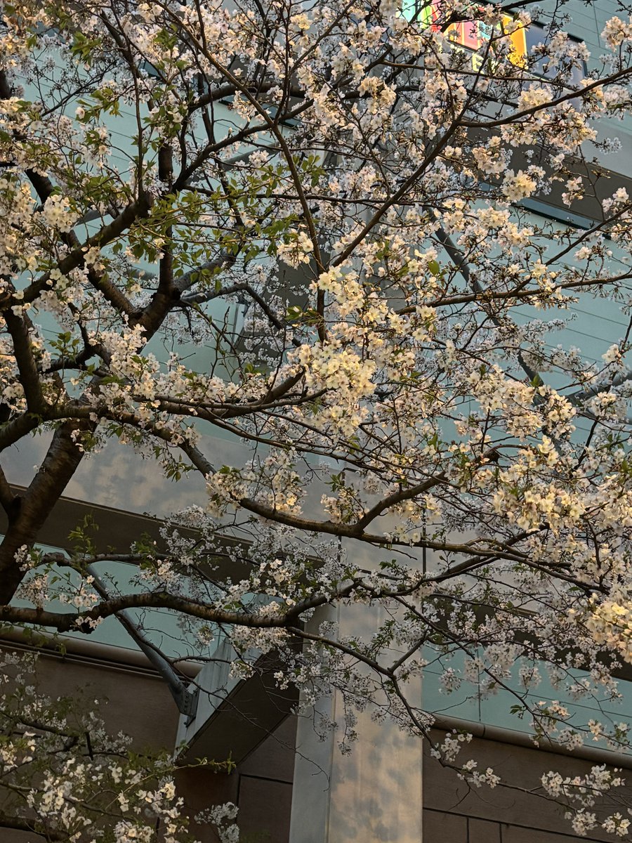 紅しょうが tweet media