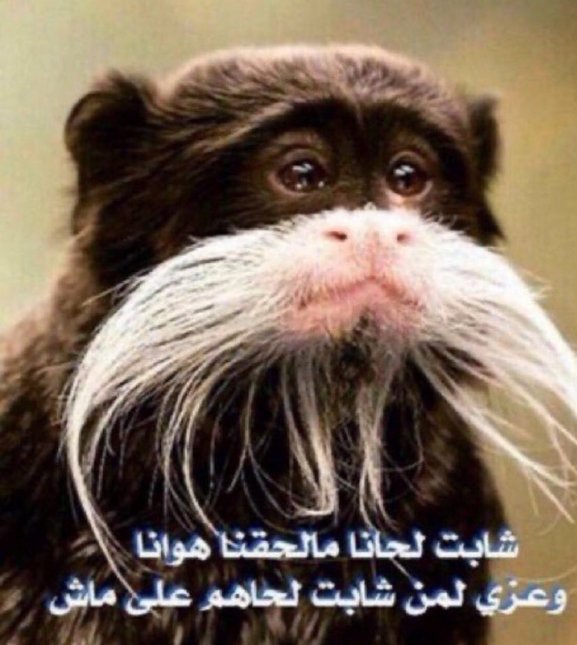orangeappled03's tweet photo. ثلاث مكافأت على التخرج https://t.co/dQG6Q8BsIl