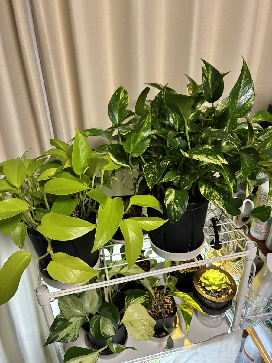 氷紀＠星と植物 tweet media