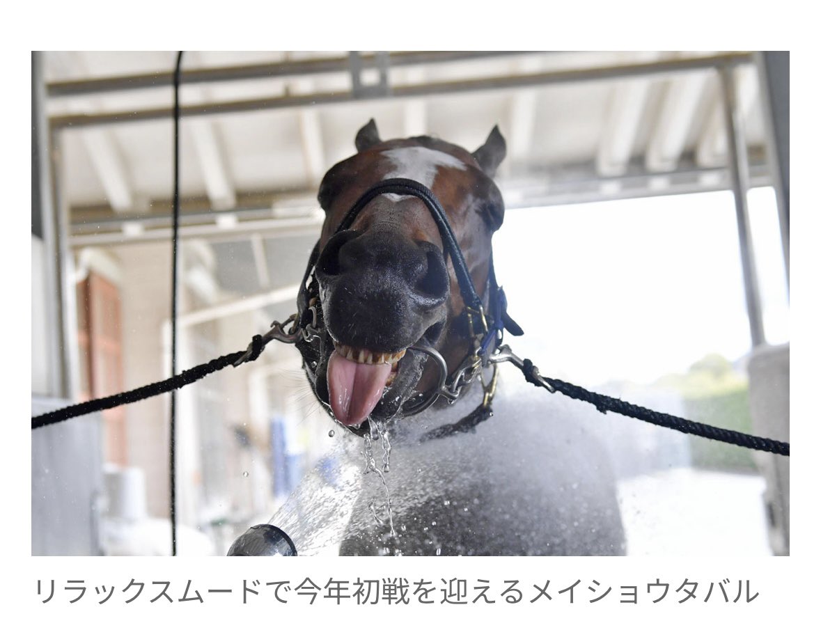 ほーぷろ/ホースプロジェクト tweet media