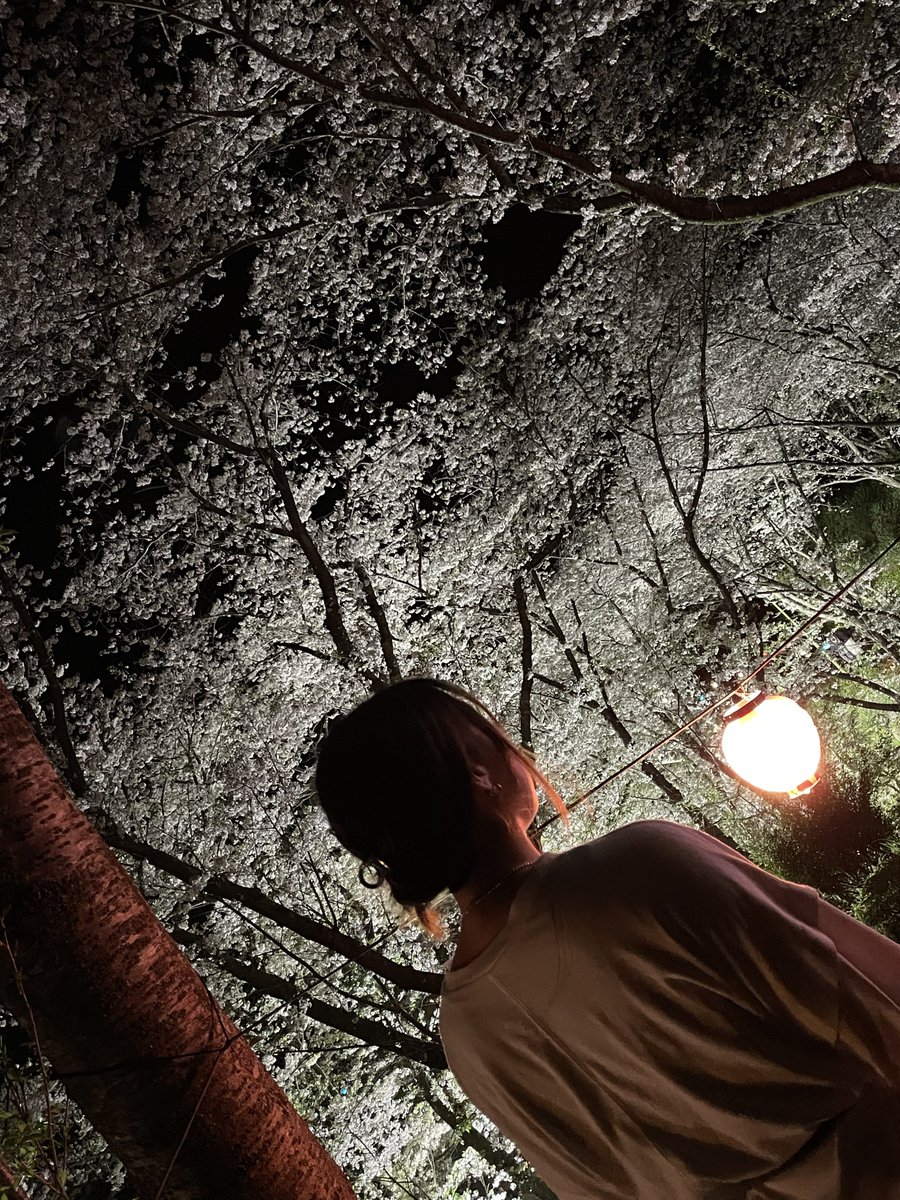 moto__kan's tweet photo. 観音ヶ池ライトアップ🌸 https://t.co/YIz1V9Fs72