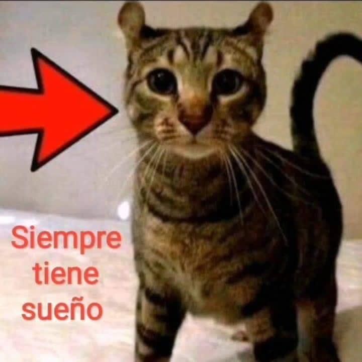 beki ⋆˚꩜｡݁ ˖Ი𐑼⋆ tweet media