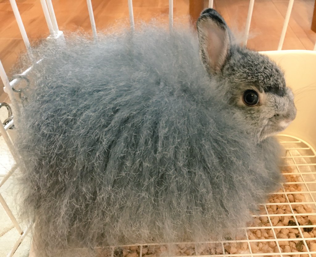 うのくらし tweet media