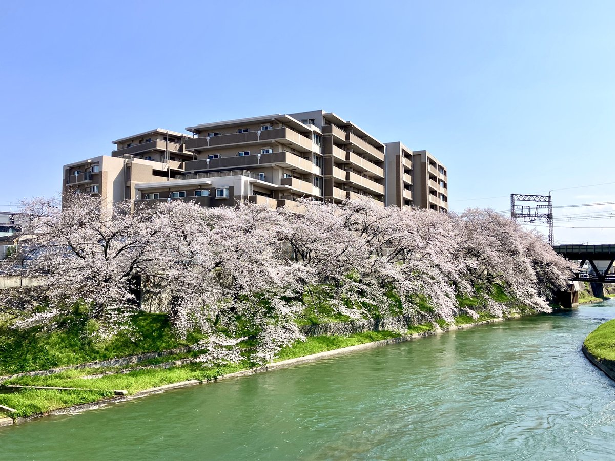 ゴムンボ tweet media