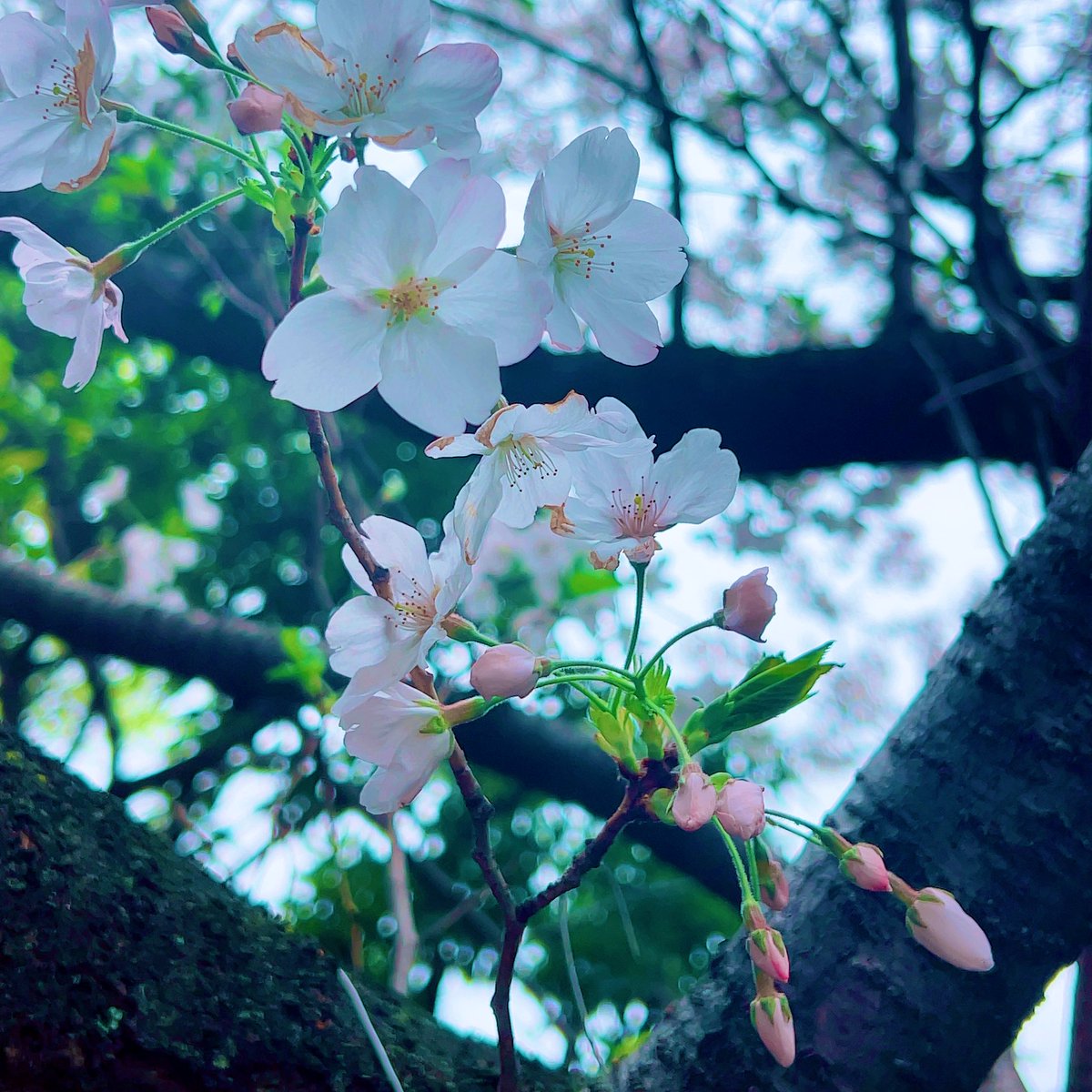 AiRi ¨̮.*·̩͙ tweet media