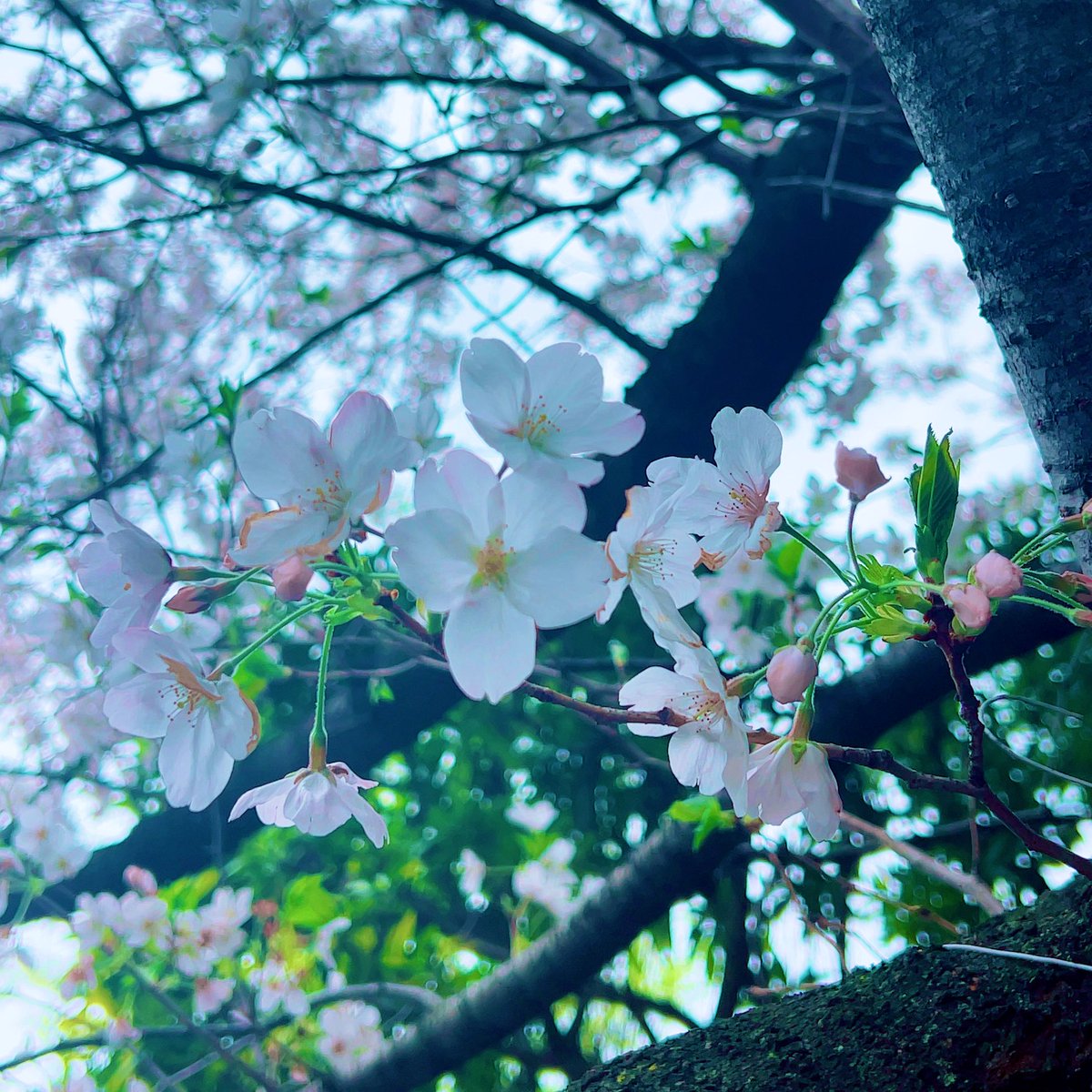 AiRi ¨̮.*·̩͙ tweet media