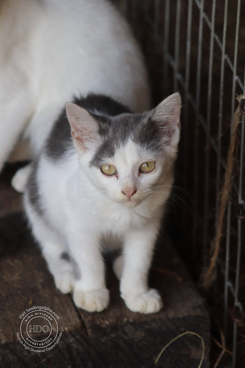 High Dividend Opportunities tweet media