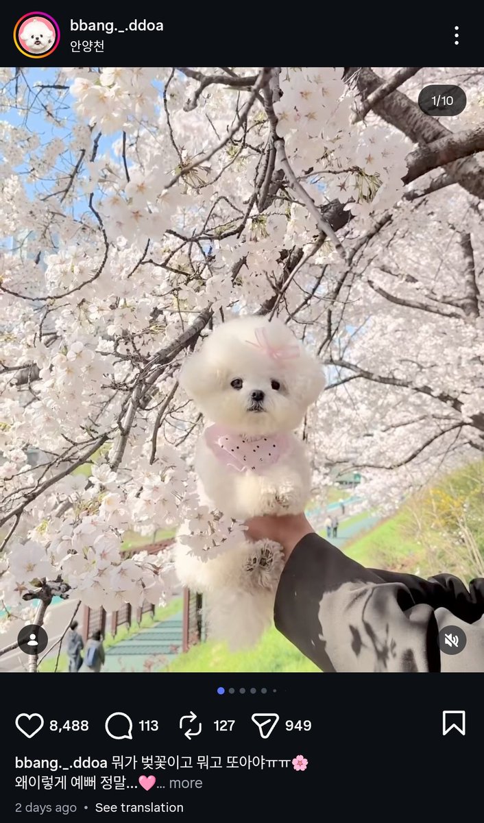 taki copying this trend that people do with their dogs??? 😭