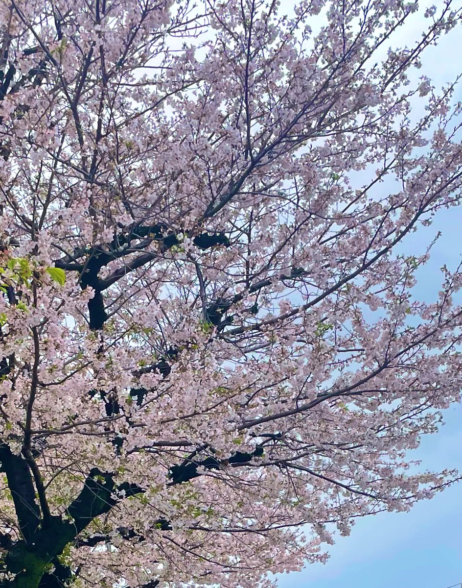 雨の上がった一瞬、近所のスーパーに買い物行ったんだけど
桜並木のとこにいるとき強風ふいてきて
地面から渦を巻くようなとんでもない桜吹雪を浴びた

わたしも桜になってしまいそうだったよ(ならない)