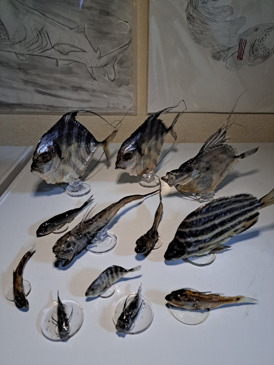 深海魚発信基地｢WELCOME.deepseabase｣ tweet media