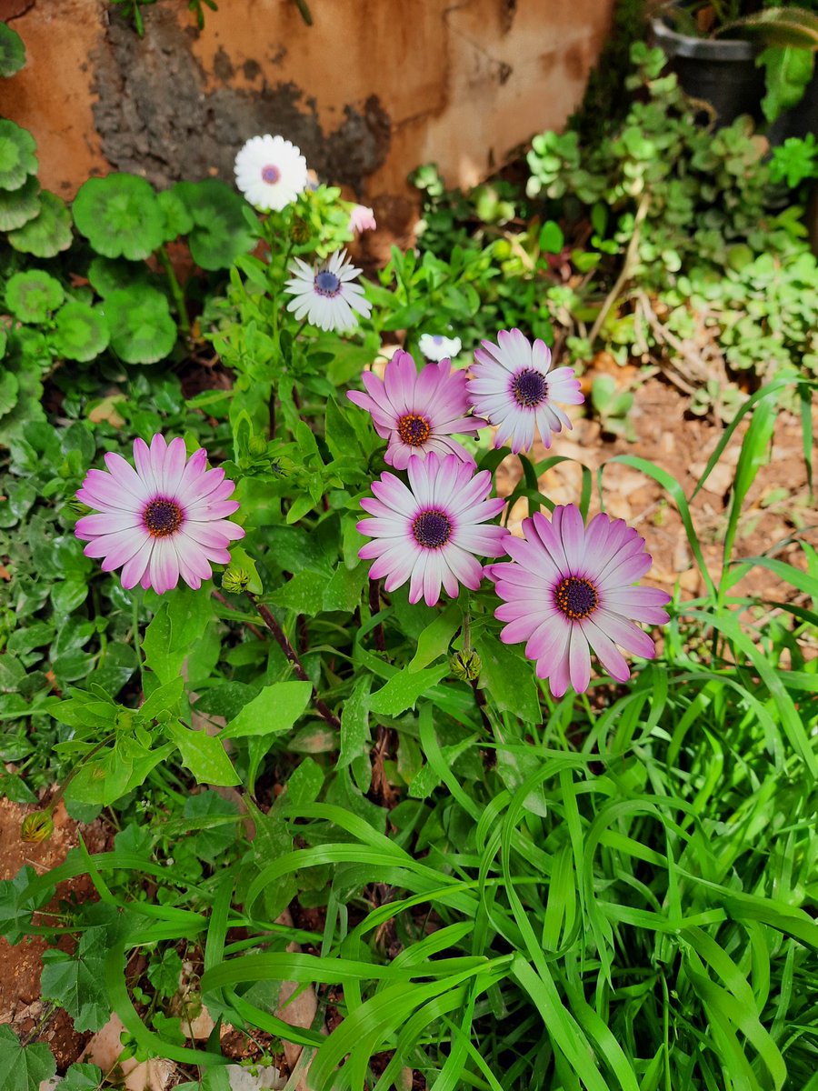 Shaimaa_jaber81's tweet image. #howto #gardening #Garden #homeplants